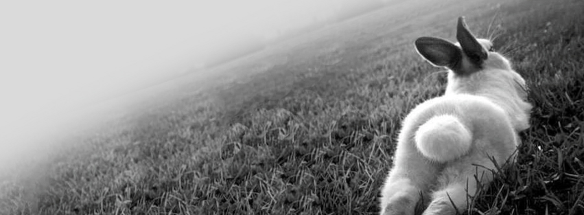 Bunny In Grass Facebook Timeline Cover Preview