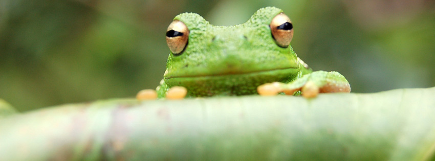 Green Frog Facebook Cover