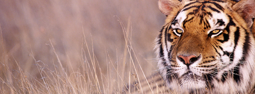 Tiger in India Facebook Cover