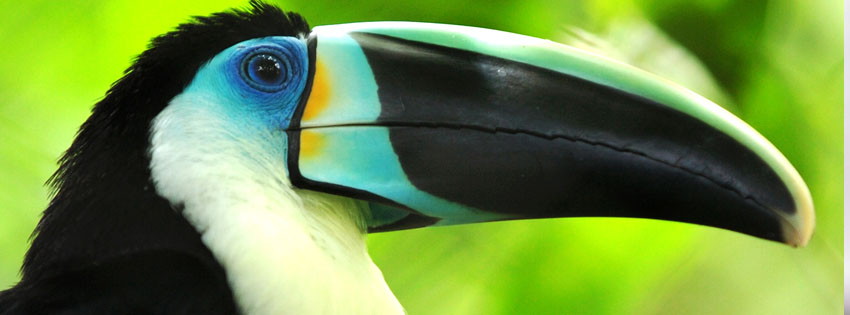 Cool Toucan Facebook Cover