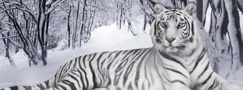 White Tiger Facebook Cover