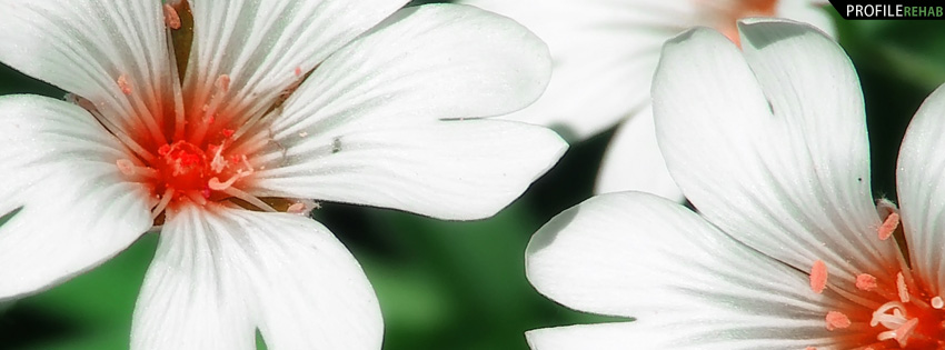 Big White Flowers Facebook Cover