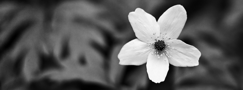 black and white with color facebook covers