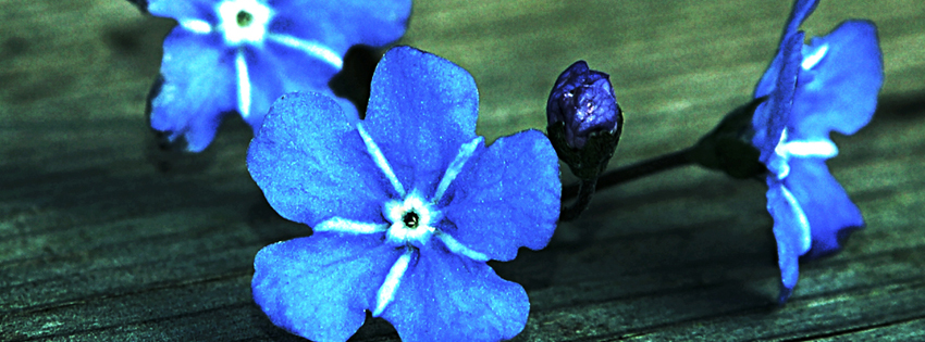 Blue Grunge Flower Facebook Cover