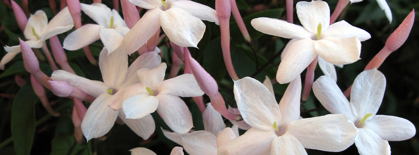 Pretty Jasmine Flower Facebook Cover