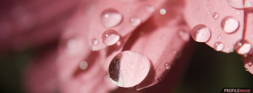 Pink Flower with Water Droplets Facebook Cover