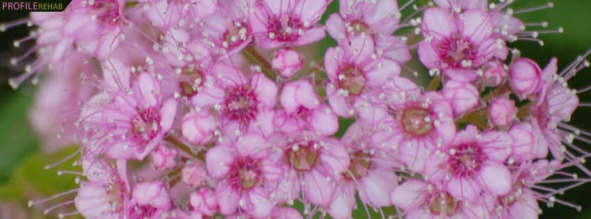 Pink Flowers Cover Photo