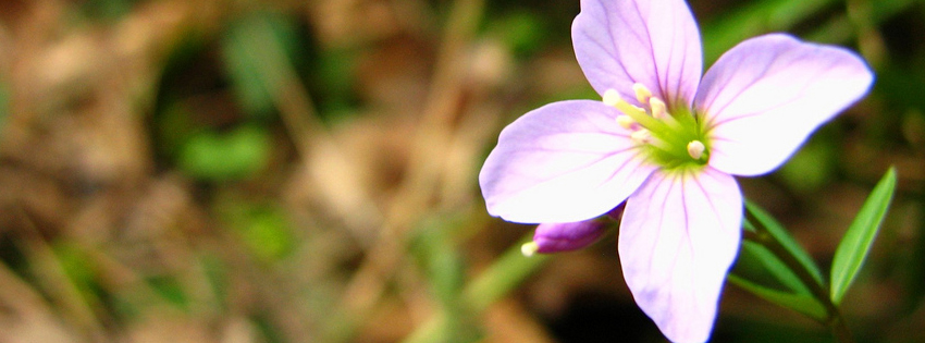 Purple Flower Facebook Cover