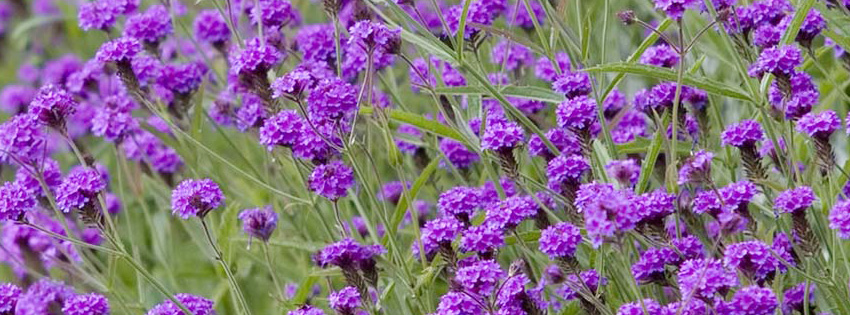 Purple Flowers Facebook Timeline Cover