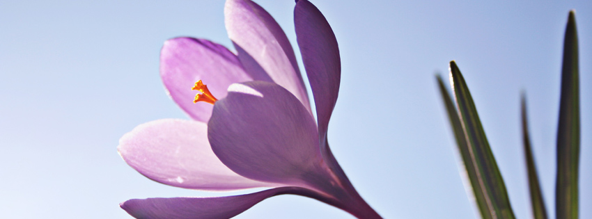 Purple Flower Timeline Cover for Facebook