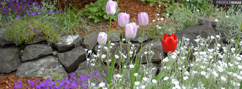 Lavendar Tulips Flower Garden Facebook Cover