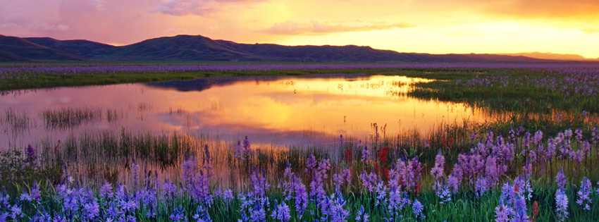 Beautiful Sunset over Purple Flowers Facebook Cover