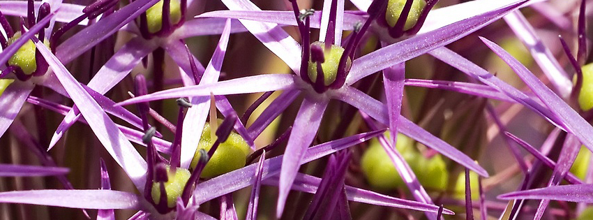 Unique Purple Flower Facebook Cover