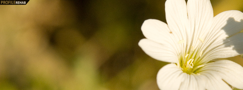 White Flower Facebook Cover