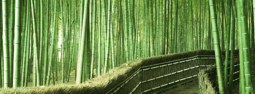 Bamboo Forest in Japan Facebook Cover Photos