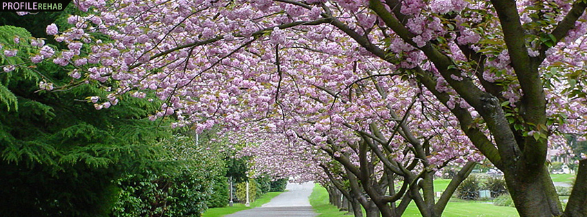 Pink Cherry Trees Timeline Cover for Facebook