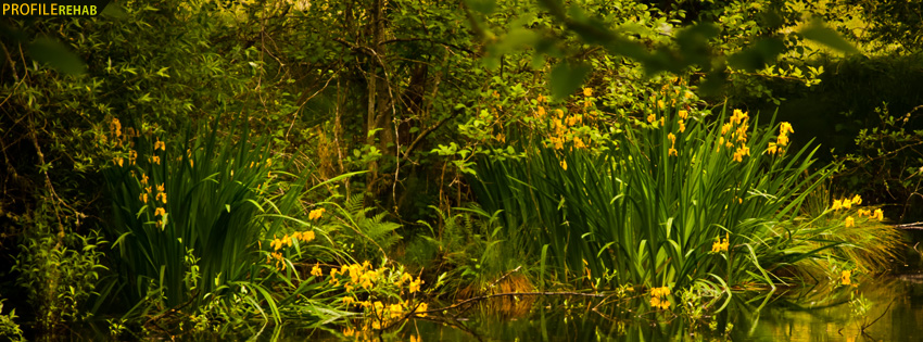 Yellow Flowers on Lake Facebook Cover
