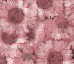 Pink Flower Wallpaper - Pink Sunflower Wallpaper Background Preview