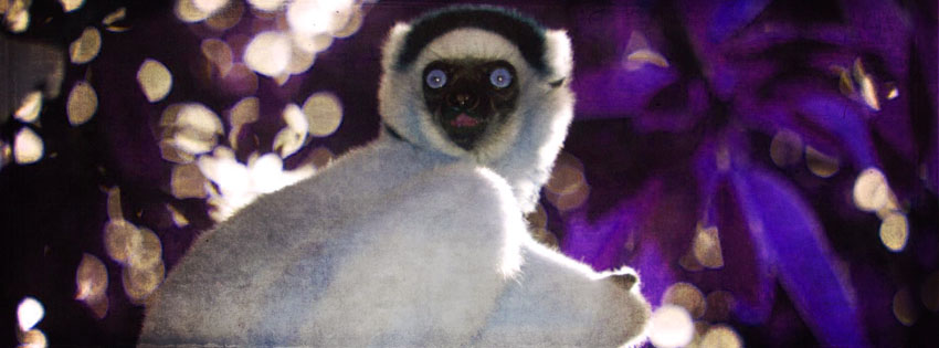 Lemur at Night Facebook Cover