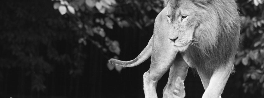 Black and White Lion Facebook Cover