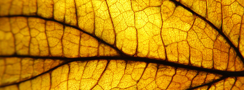 Yellow Leaf Facebook Cover - Yellow Leaves Images - Fall Timeline Covers