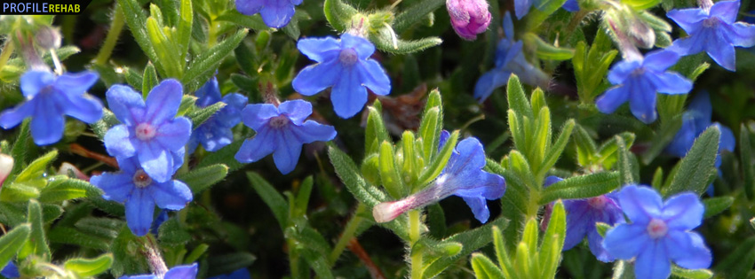 Blue Lithodora Flowers Facebook Cover