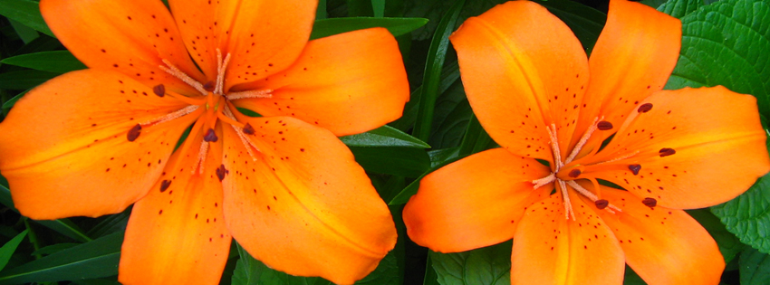 Orange Lilies Facebook Cover