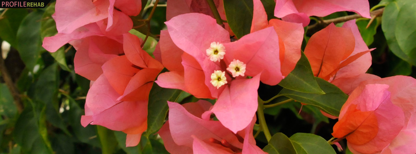 Pink Bougainvillea Facebook Cover