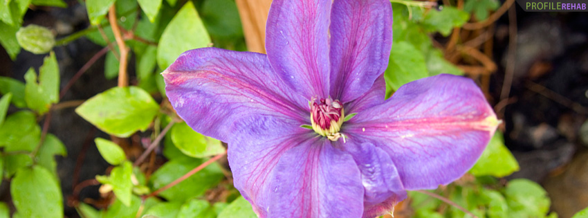 Purple Clematis Facebook Cover