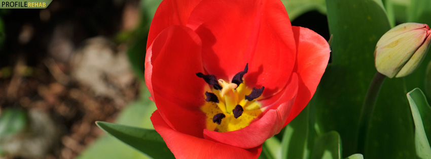 Red Flower Facebook Cover