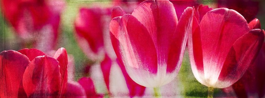 Grunge Tulips Facebook Cover