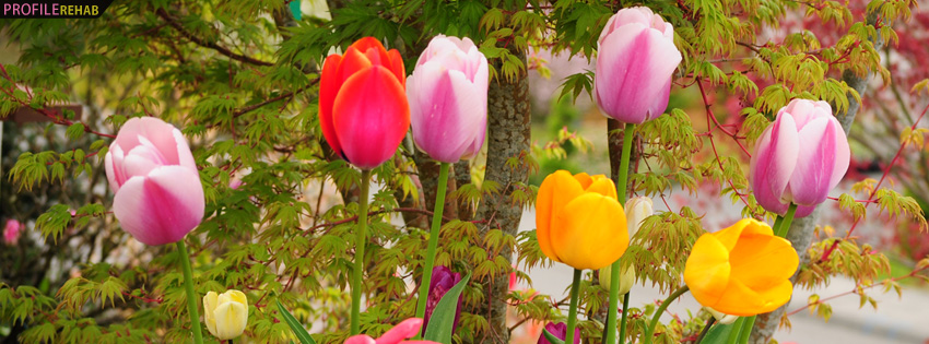 Colorful Tulips Facebook Cover