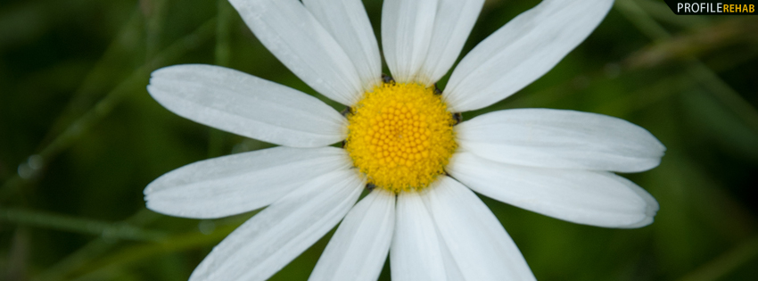 Close up White Flower Facebook Cover