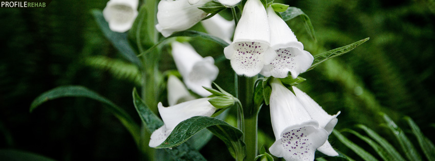 White Flowers Facebook Cover