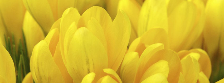 Yellow Crocus Facebook Cover