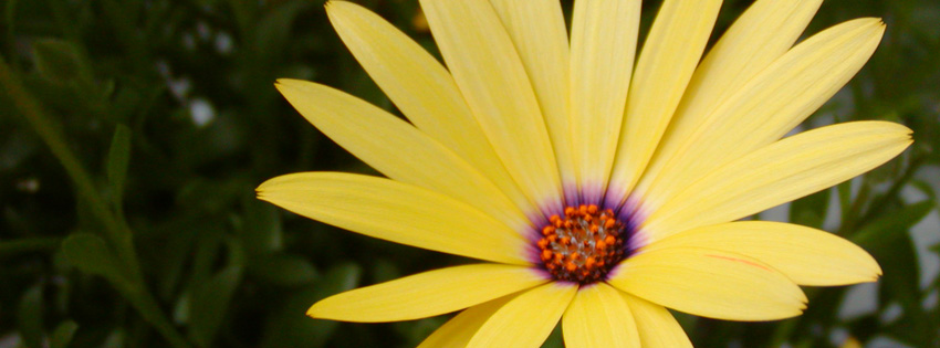 Big Yellow Flower Facebook Cover