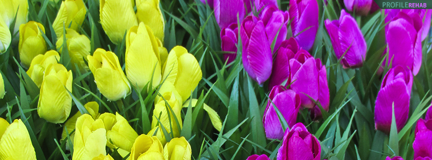 Yellow and Pink Tulips Facebook Cover