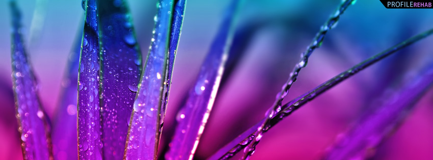 Rainbow Leaves Facebook Cover