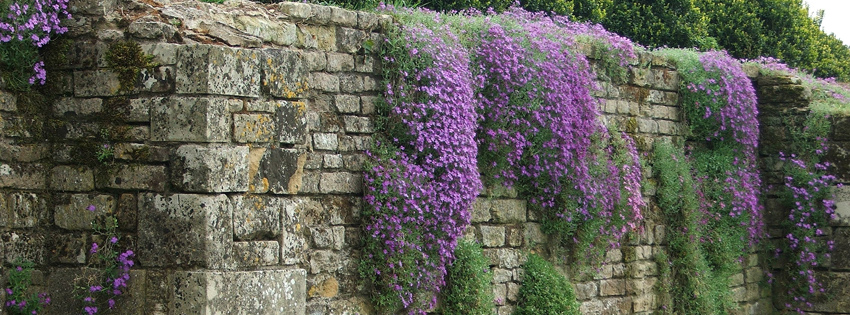 Purple Hanging Flowers on Wall Facebook Cover